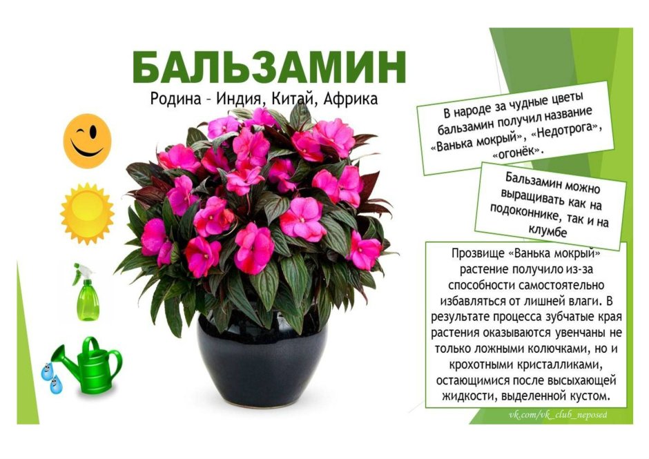 Ядовитые опасные комнатные цветы и растения