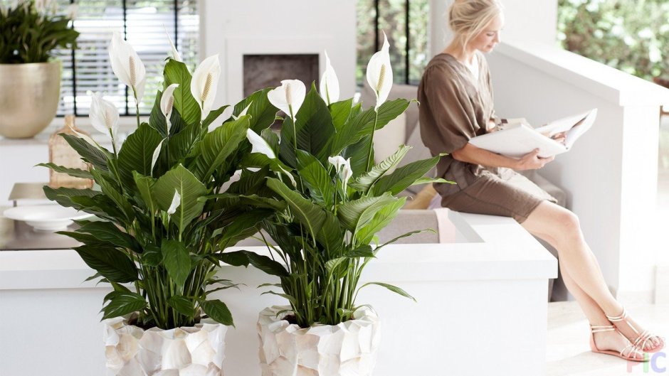 Растения отпугивающие насекомых