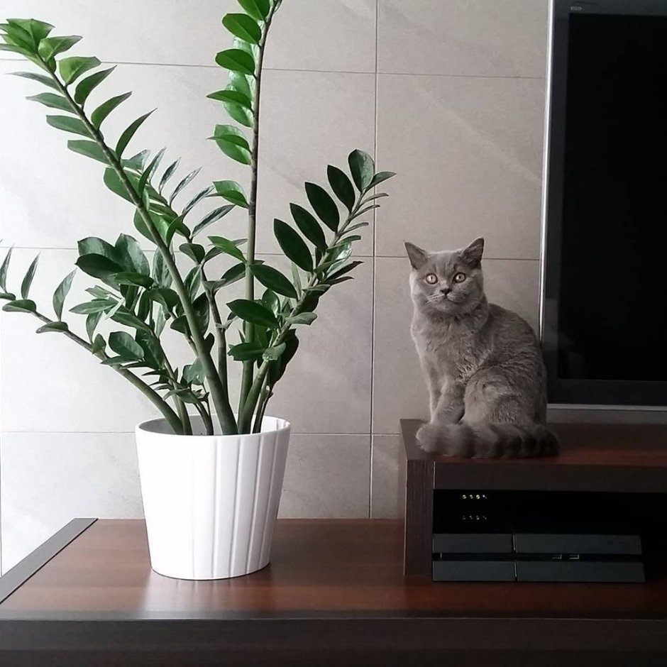 Полезные комнатные растения