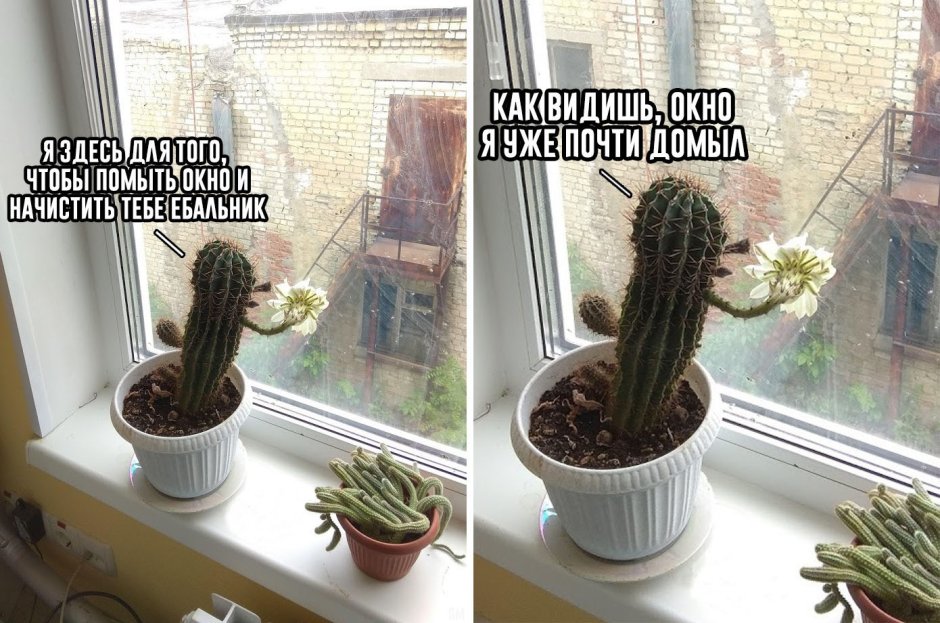 Девушка с комнатным цветком