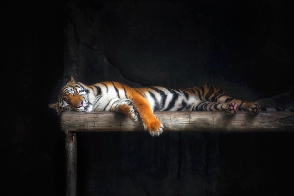 Фотообои тигр на стене