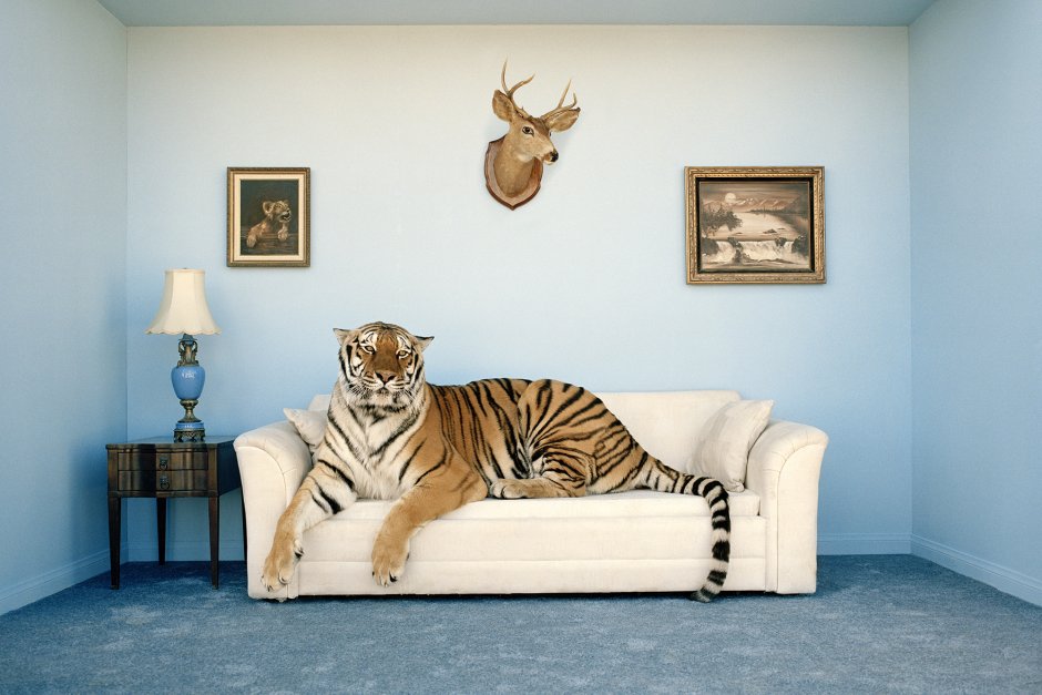 Тигран диван и тигр