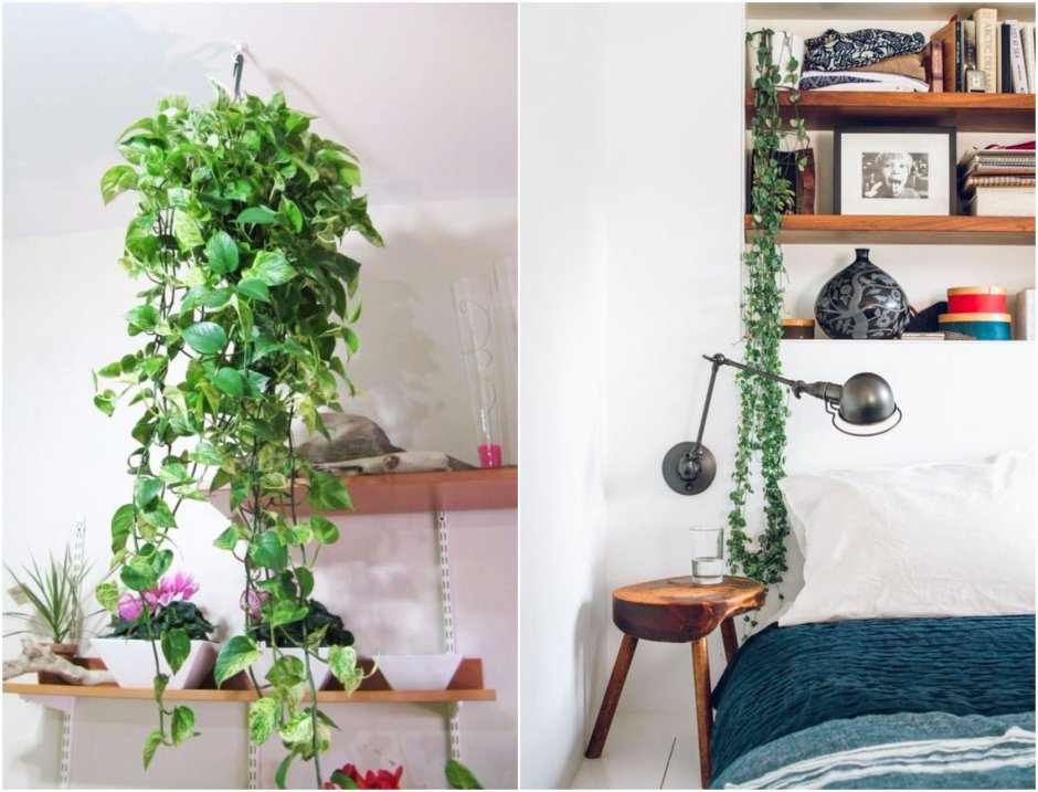 Растения в комнате подвесные