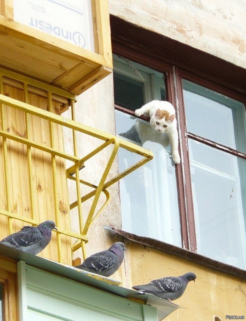 Птичка на балконе