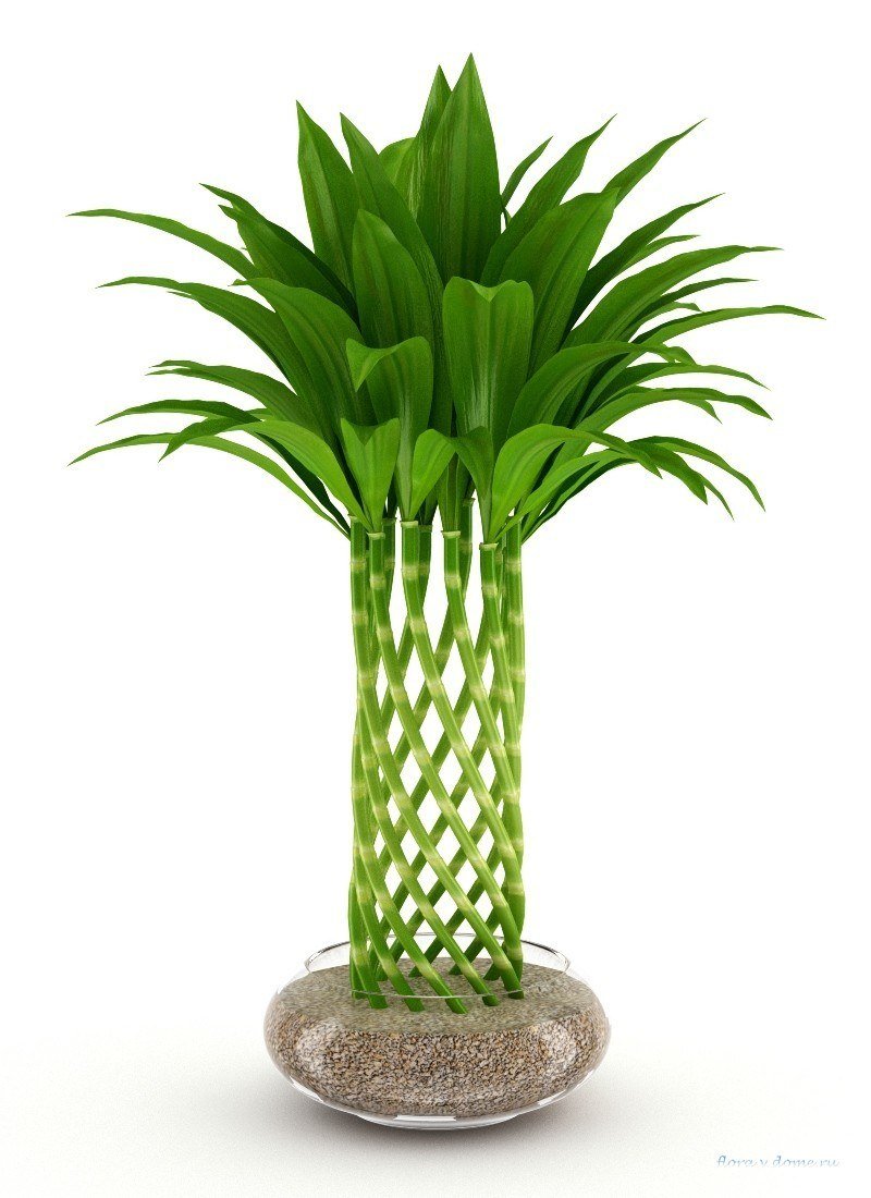 Plant isolated