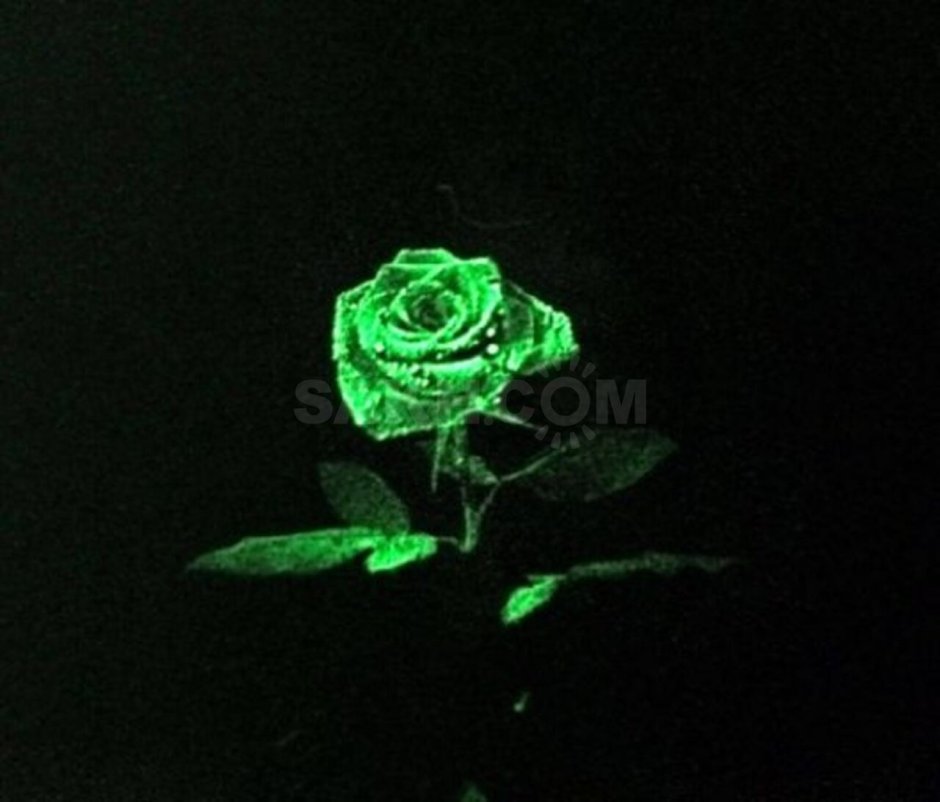 Роза светящаяся в темноте