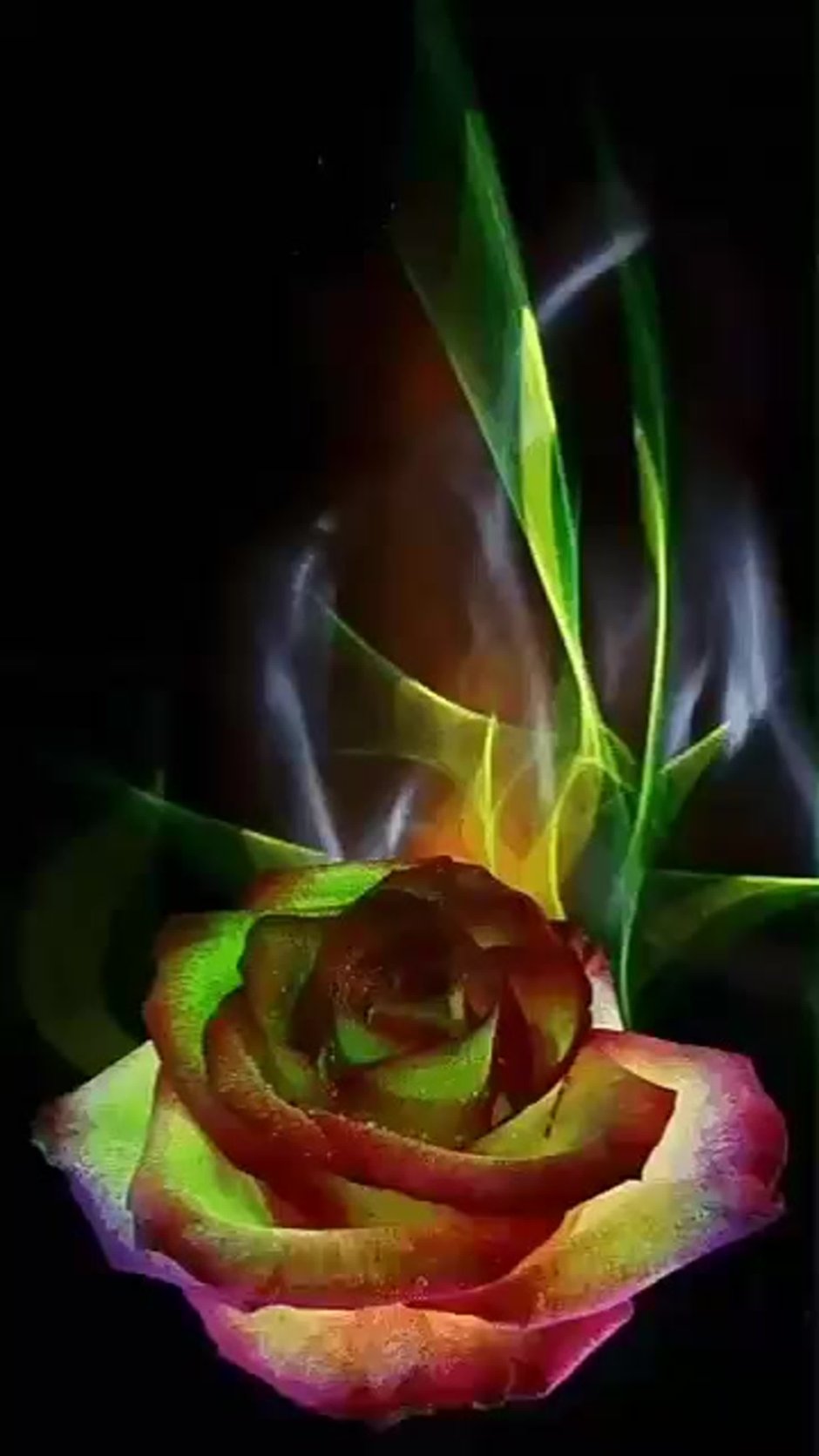Волшебная роза