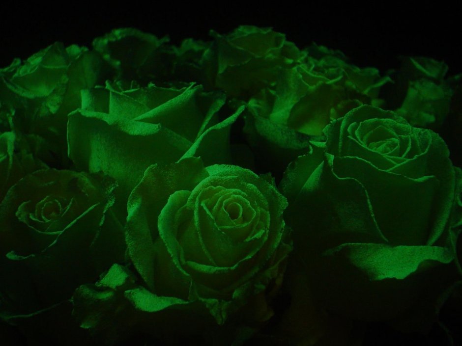 Люминофор на розах